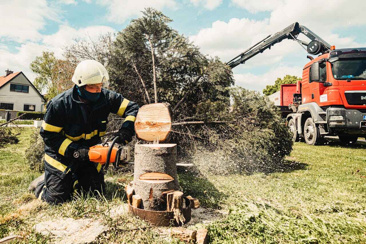 Best Tree Trimming Near Me  in Upper Grand Lagoon, FL